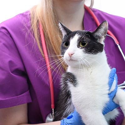 A compassionate veterinarian in a purple uniform and blue gloves gently cradles a black and white cat. The vet, with a stethoscope draped around their neck, exudes professionalism and care.