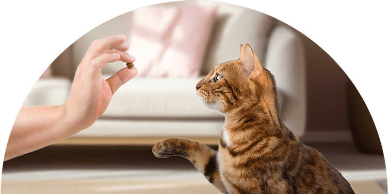 A tabby cat sits indoors, focused intently on a hand holding a treat, with one paw slightly raised. A sofa with light-colored cushions is in the background.