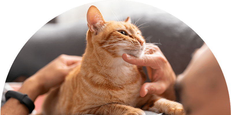 A person gently scratches the chin of a relaxed orange tabby cat lying on a gray couch, creating a calm and affectionate moment.