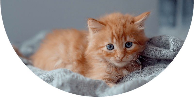 A fluffy orange kitten with blue eyes lies on a soft, gray blanket, looking directly at the camera.