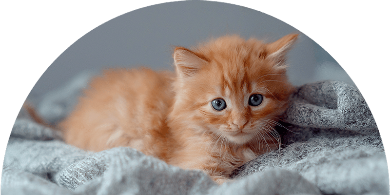 A fluffy orange kitten with blue eyes lies on a soft, light gray blanket, looking directly at the camera. The background is softly blurred.