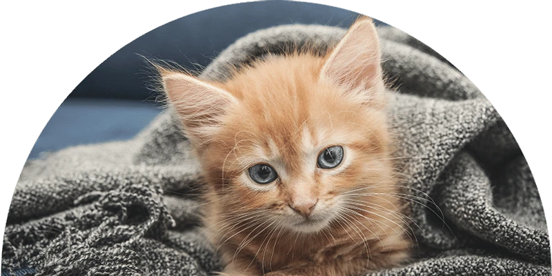 A fluffy orange kitten with blue eyes lies on a soft, gray blanket, looking directly at the camera.