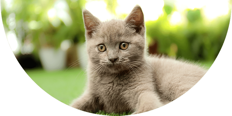 A gray kitten with yellow eyes lies on green grass, looking directly at the camera. The background is blurred with greenery and bright light.