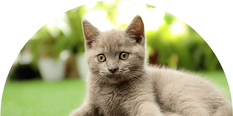 A gray kitten with yellow eyes lies on green grass, looking directly at the camera. The background is blurred with greenery and sunlight.