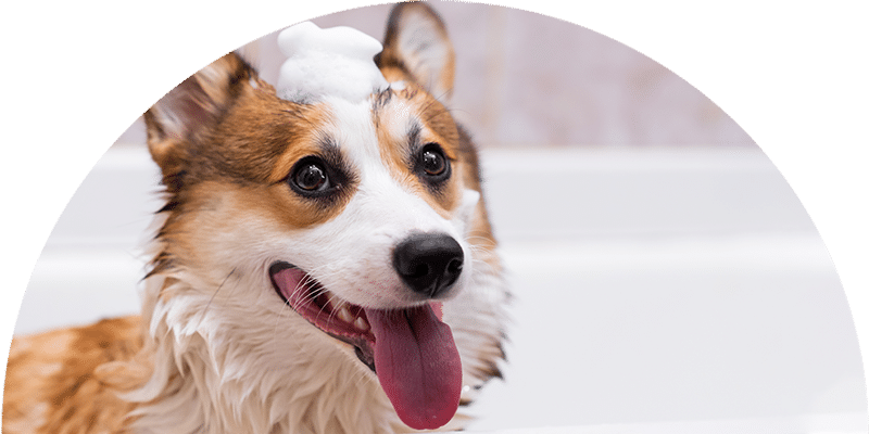 A happy, wet corgi with its tongue out sits in a bathtub, with a small mound of soap suds on its head.