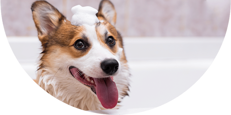 A happy wet dog, possibly a corgi, sits in a bathtub with soap suds on its head, tongue out and ears perked up, during bath time.