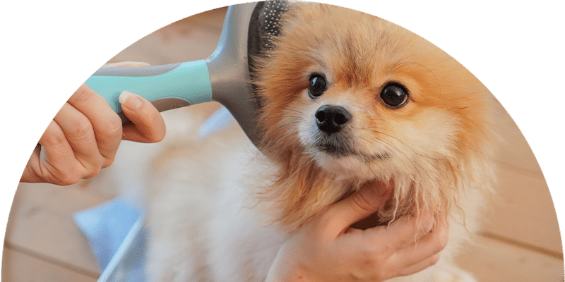 A fluffy Pomeranian dog is being gently brushed by a person, who holds the dog’s chin with one hand and uses a blue grooming brush with the other hand.