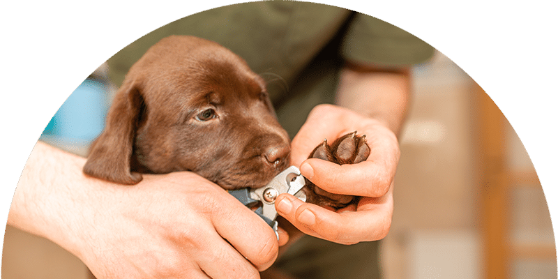 A person is gently trimming the nails of a brown puppy using pet nail clippers. The puppy is being held securely and looks calm during the grooming process.
