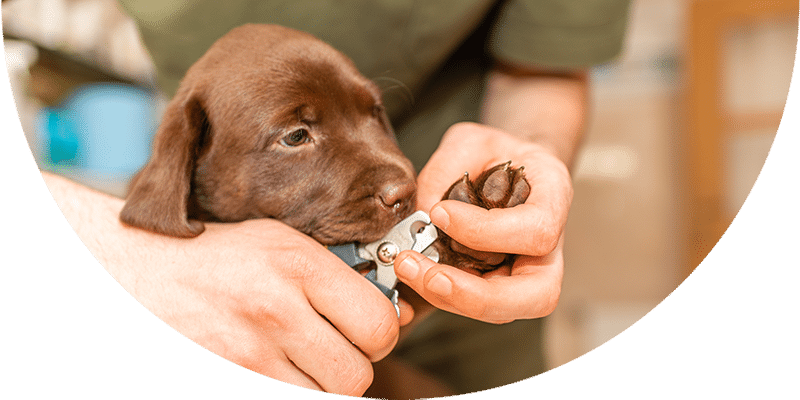 A person gently holds a brown puppy and trims its claws with pet nail clippers.