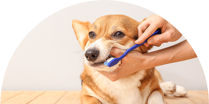 A person is brushing the teeth of a brown and white corgi dog with a blue toothbrush. The dog looks calm and is lying on a wooden floor against a light background.