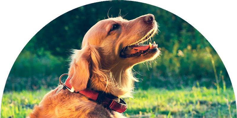 Golden retriever dog sitting on grass, wearing a red collar, looking up and panting happily, with sunlight shining and green foliage in the blurred background.