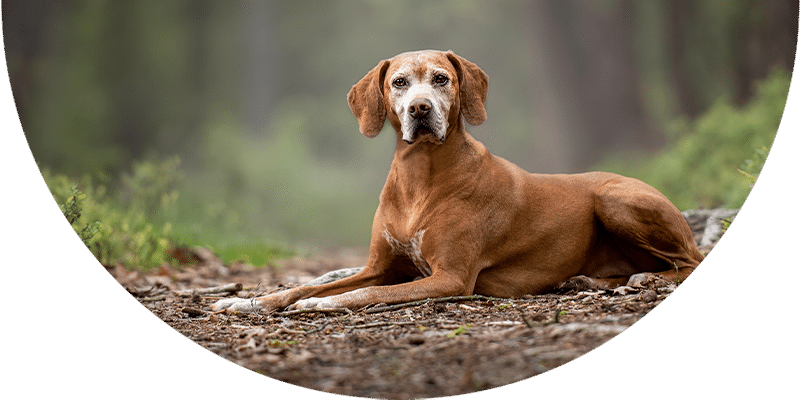 A brown dog with a white chest is lying down on a dirt path in a forest, looking directly at the camera. The background is blurred with green foliage.