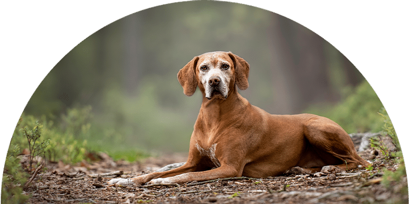 A brown dog with white markings on its face and chest is lying down on a forest path, surrounded by greenery and fallen leaves, looking calmly at the camera.