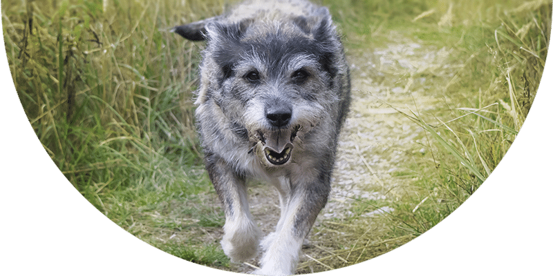 A scruffy gray and white dog runs toward the camera along a grassy, narrow path, surrounded by tall grass on both sides.
