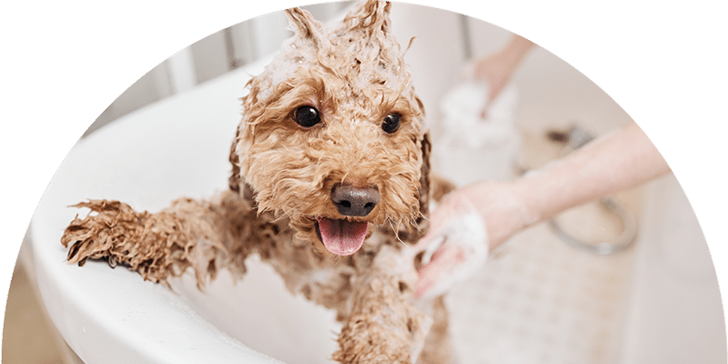 A small, curly-haired brown dog stands in a bathtub, covered in soap suds, while someone bathes it. The dog looks happy with its tongue out and front paws resting on the tub’s edge.