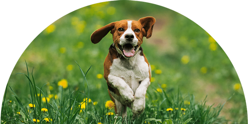 A joyful brown and white dog, recently checked by the vet, runs through a field filled with green grass and scattered yellow dandelions.