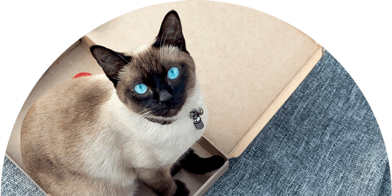 A Siamese cat with striking blue eyes sits inside a cardboard box, awaiting a visit to the vet. The cat has a dark face and ears, contrasted by its light brown body, and looks up curiously. The box rests on a textured, gray carpet.
