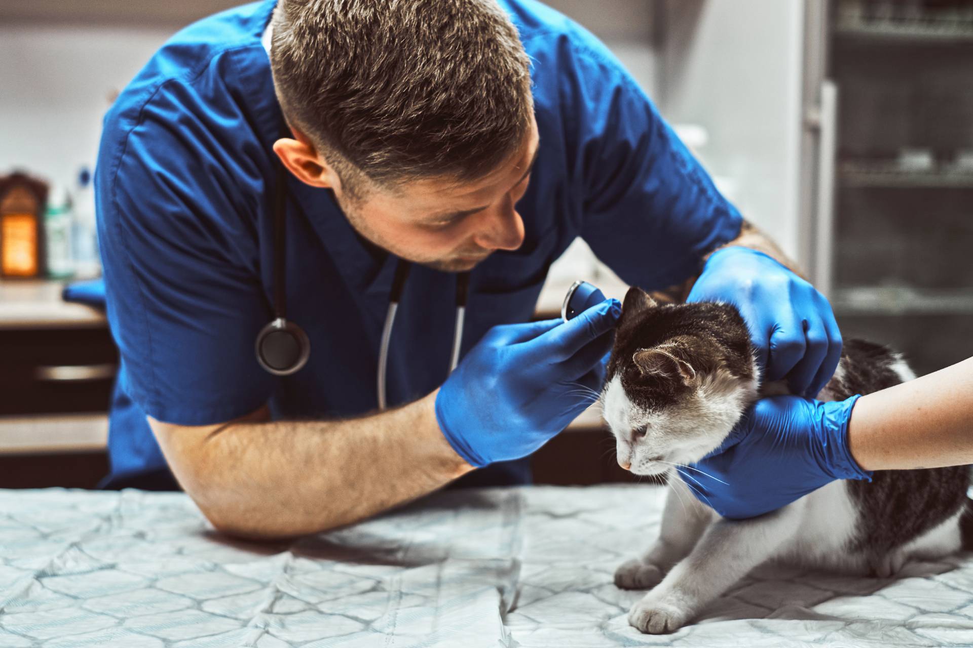 A veterinarian in blue scrubs and gloves carefully examines a cat's ear on the medical table. The feline remains calm as another person gently holds it. In the background, you can see various medical equipment used by the vet’s skilled hands.