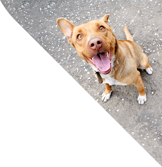 A happy brown dog with a white chest looks up at the camera, mouth open, as it sits on a speckled gray surface. The image is diagonally split, with the top half featuring the dog and the bottom half a green triangle, reminiscent of a veterinarian's waiting room floor.