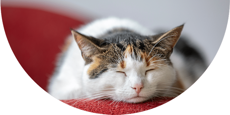 A calico cat with closed eyes is resting on a red surface, looking relaxed and comfortable.