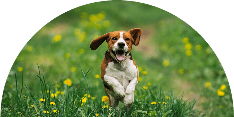 A brown and white dog runs joyfully through a green field with yellow wildflowers, ears flapping and mouth open in excitement.