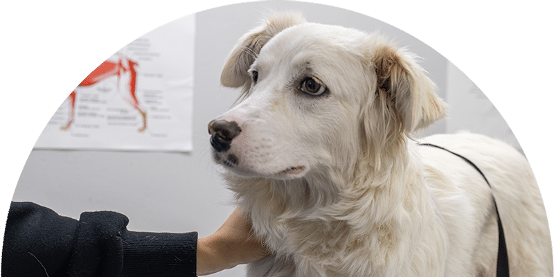 A white dog with light brown ears sits on an exam table while someone gently holds its chest. Veterinary anatomy charts of a dog are visible on the wall in the background.