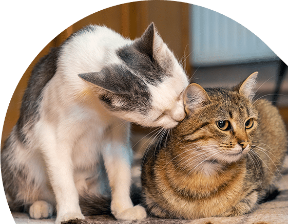 Indoors, two cats sit closely together. A white and gray cat is grooming a tabby by licking its head, reminiscent of a caring vet's gentle touch. The tabby cat looks content, its eyes slightly open and full of trust.