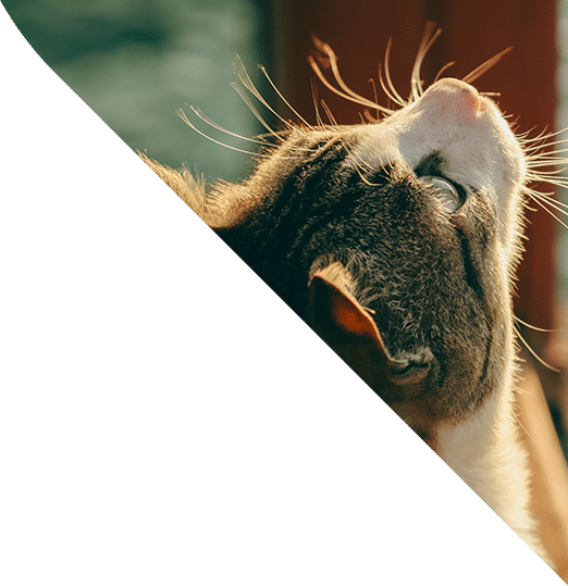 A cat gazes upward. The image is diagonally divided, with the feline in the lower right triangle, its gray and white fur capturing attention as alert ears perk up. A blurred, greenish background fills the upper left triangle, reminiscent of a vet's soothing examination room.