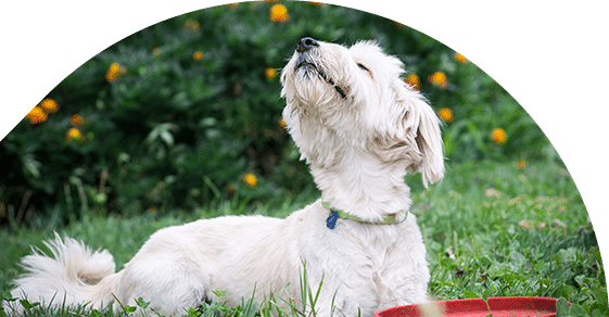 A white dog with a collar lies on the grass, looking upwards. Flowers and greenery form the backdrop as a red bowl rests nearby, probably placed by its caring veterinarian after a playful day.