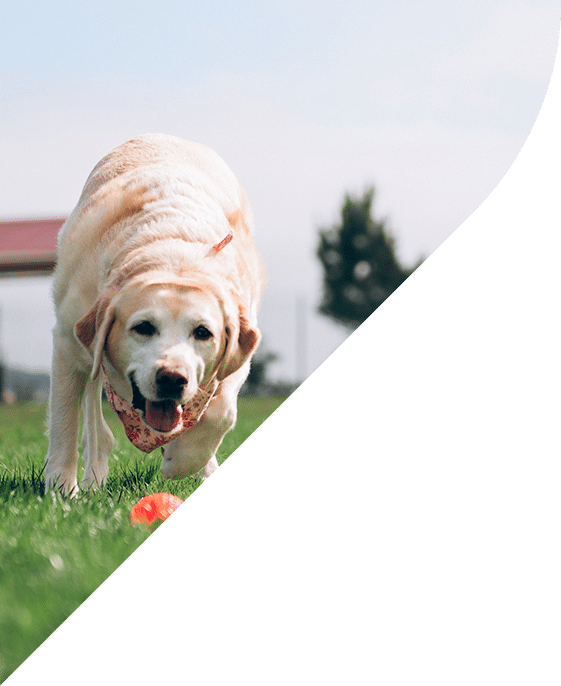 A playful golden Labrador Retriever wearing a patterned scarf, reminiscent of visits to the vet, is crouching on a grassy field, ready to fetch an orange ball. A clear sky and a tree in the background are partially obscured by a geometric green overlay.