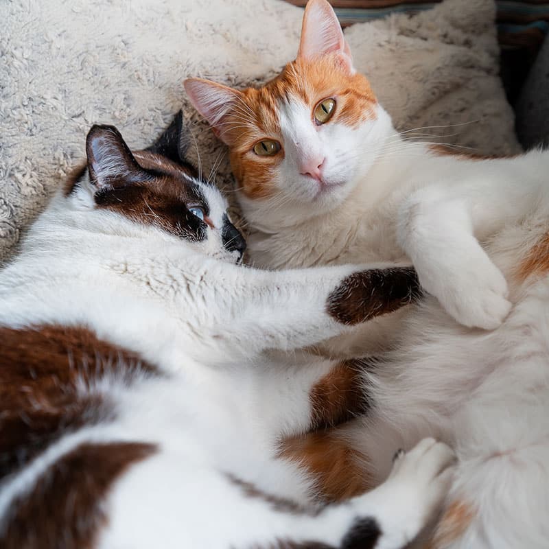Two cats, who have just returned from a visit to the veterinarian, are cuddling on a soft, textured blanket. One has orange and white fur, while the other boasts black, brown, and white patches. They lie close together, appearing relaxed and content after their vet check-up.