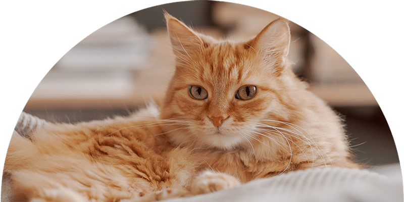 A fluffy orange cat with a white chest and green eyes lies comfortably on a blanket indoors, gazing directly at the camera as if posing for its veterinarian. The background is softly blurred, creating a cozy atmosphere.