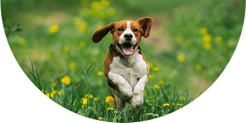 A brown and white beagle is joyfully running through a grassy field dotted with yellow flowers, its ears flapping and tongue out, as if on a break from a visit to the veterinarian, capturing a lively and playful moment.