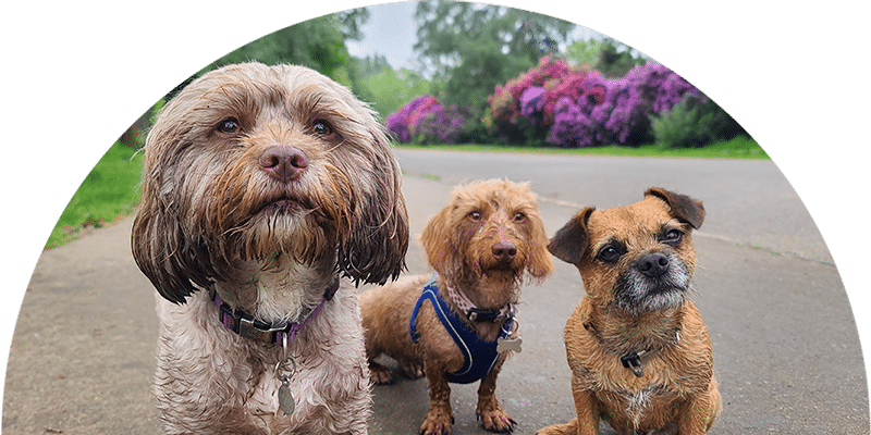 Three small, wet dogs sit on a path, perhaps after a visit to the vet. The left dog is fluffy with a brown coat, the middle dog has a lighter brown, wiry coat, and the right dog is short-haired and dark brown. Behind them are green trees and vibrant purple flowers.