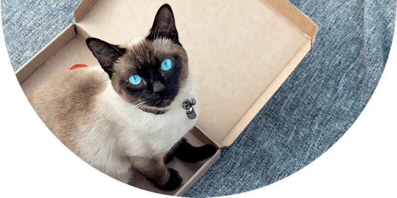 A Siamese cat with striking blue eyes sits inside an open cardboard box on a textured gray surface. Looking up with a curious expression, the feline's collar, adorned with a small bell, glints softly—a gift from its last visit to the veterinarian.