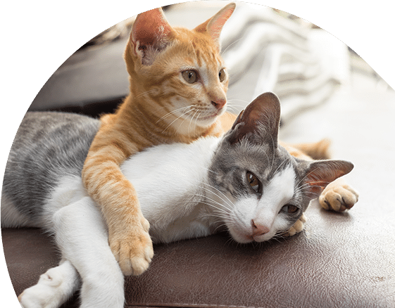 Two cats lounging together on a couch, looking like the perfect picture a veterinarian would keep in their office. The orange tabby has its paw draped over the gray and white cat, both appearing relaxed and comfortable. The background is softly blurred.