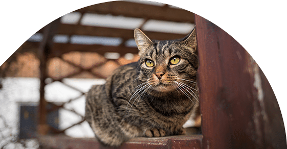 A tabby cat with green eyes sits attentively on a wooden structure, likely waiting for its veterinarian, against a blurred backdrop of a lattice roof and a hint of sky above.