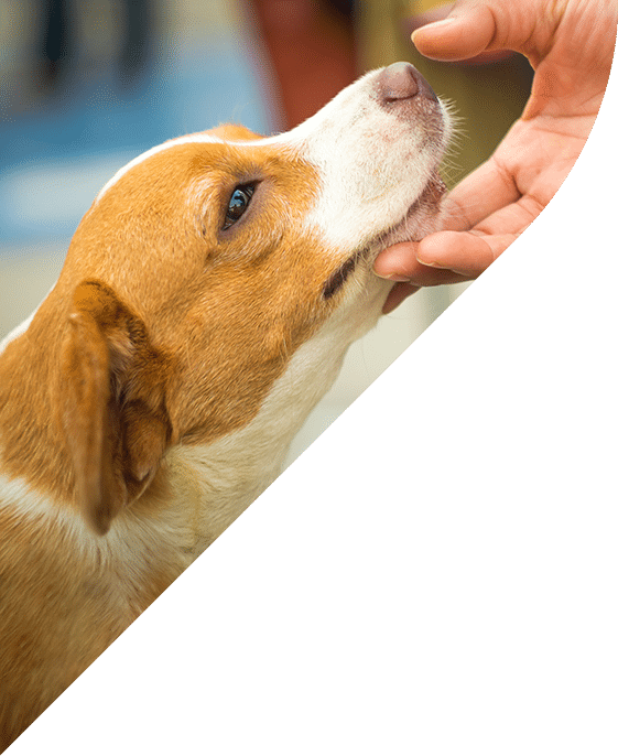 A small brown and white dog, perhaps after a comforting visit to the vet, gently touches its snout to a human's fingers. The background is blurred, focusing on this heartwarming interaction. The image is creatively cropped diagonally.