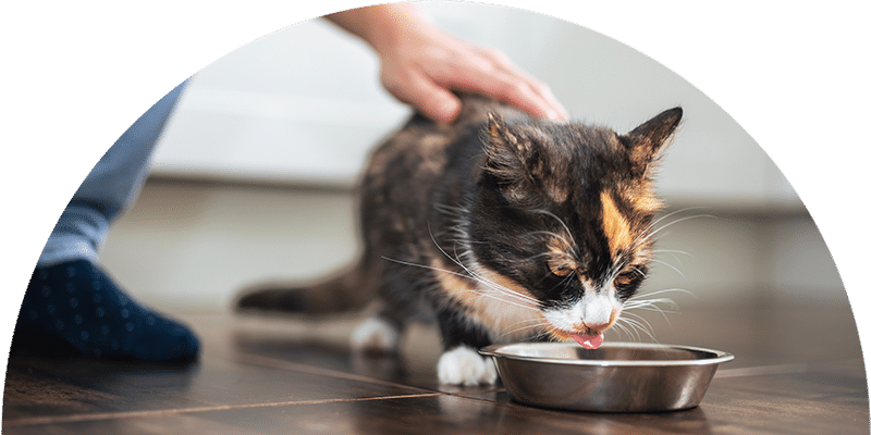 A calico cat drinks from a metal bowl on a wooden floor while a person gently pets its back.