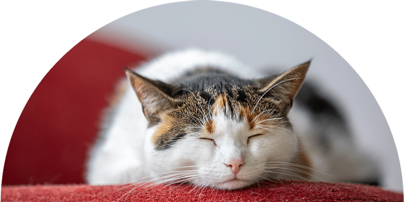 A calico cat is peacefully sleeping with its eyes closed on a red surface, appearing relaxed and content. The background is softly blurred.