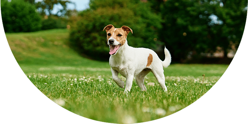 A happy Jack Russell Terrier with brown markings stands on green grass in a park, mouth open and tongue out, with trees and bushes in the blurred background.