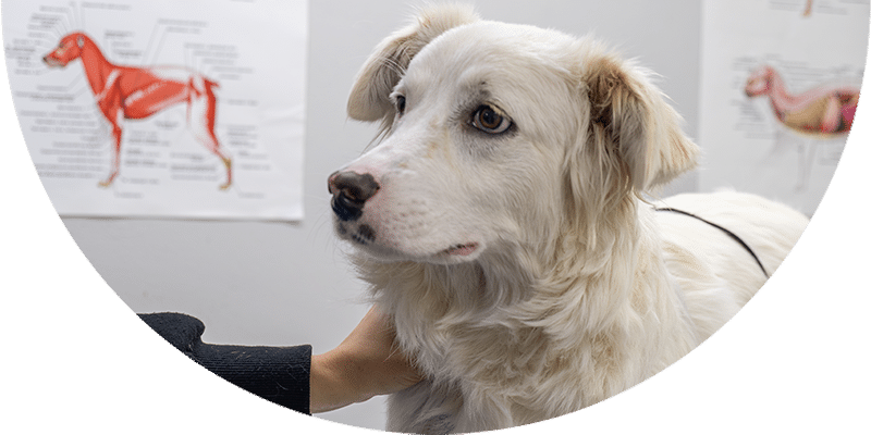 A white dog with light brown ears is being examined by a person at a veterinary clinic, with anatomical posters of animals visible in the background.
