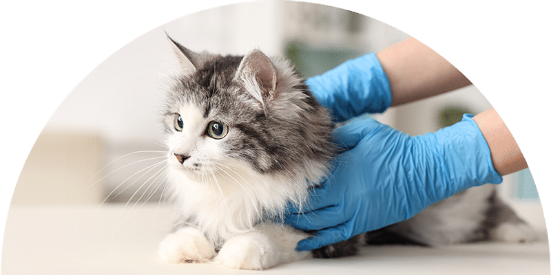 A fluffy gray and white cat lies on a table while a person wearing blue medical gloves gently holds it, suggesting a veterinary exam.