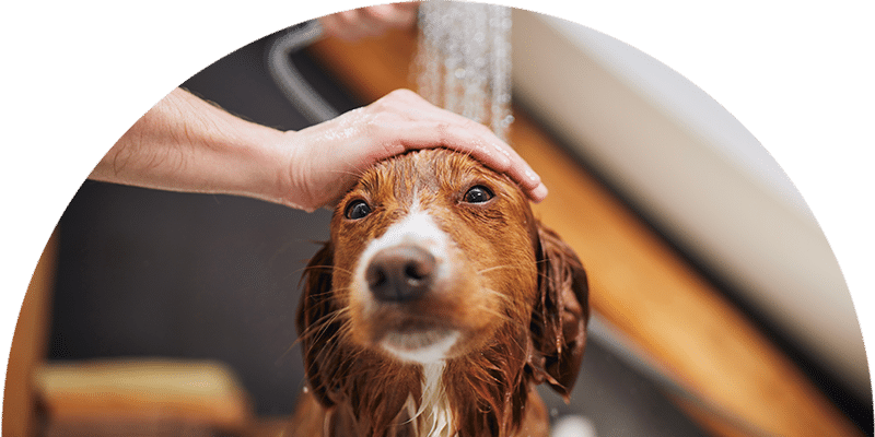 A person gently holds a brown and white dog’s head while rinsing it with water during a bath. The dog’s fur is wet, and water is being sprayed from a handheld showerhead.