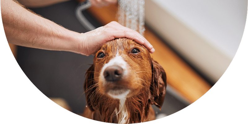 A person gently holds a wet brown and white dog’s head while rinsing it with water in a bathtub, giving the dog a bath.