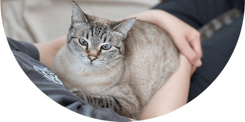 A light gray tabby cat with blue eyes rests comfortably in a person's arms, looking directly at the camera. The person is wearing a dark shirt.