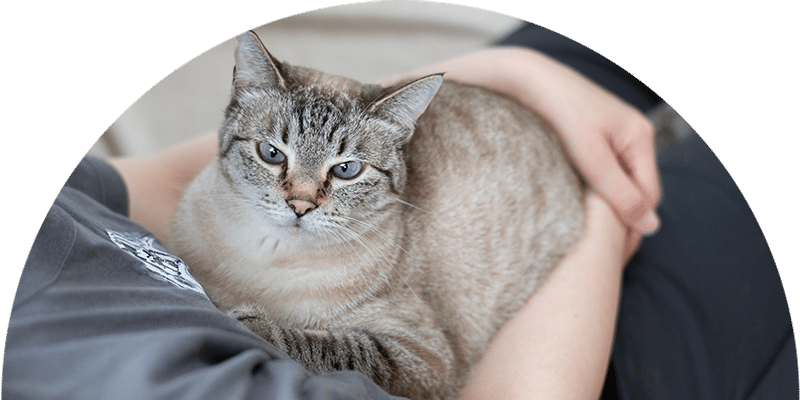 A blue-eyed tabby cat with light fur is comfortably lying on a person's lap, looking directly at the camera. The person is wearing a dark shirt and sitting on a light-colored surface.