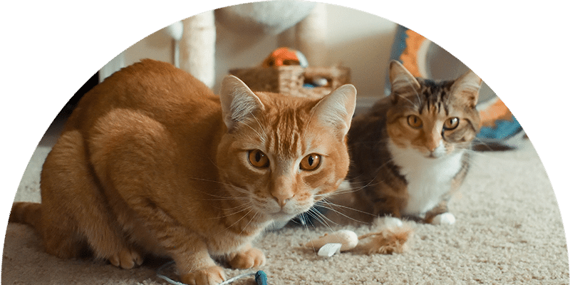 Two cats sit on a carpeted floor with toys scattered around. The cat in front is orange with white markings, and the cat behind has a mix of brown, white, and black fur. Cat furniture and a basket are in the background.