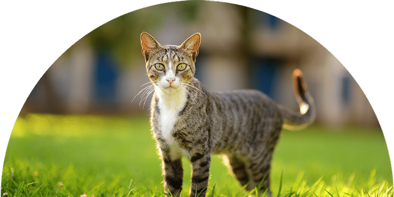 A gray tabby cat with a white chest and paws stands alert on green grass outdoors, looking directly at the camera with a blurred background of trees and a building.
