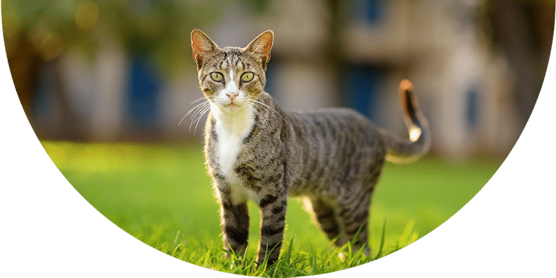 A gray tabby cat with white markings stands alert on green grass, looking directly at the camera. The background is softly blurred with sunlight and trees.